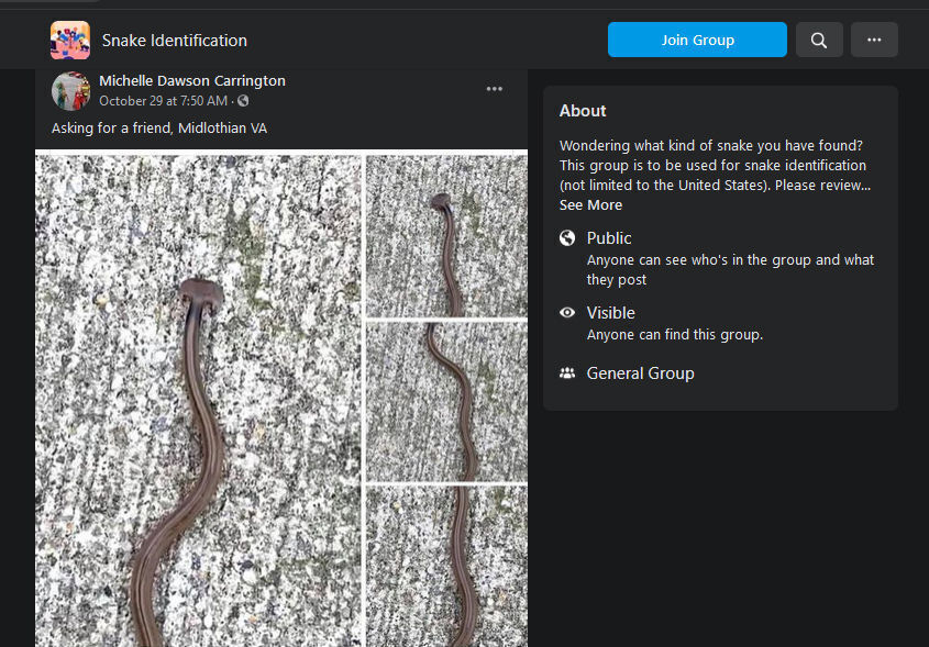Worm-1.jpg
